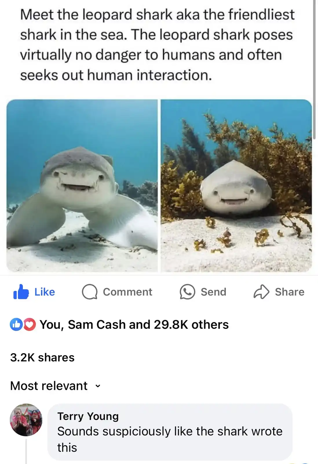 Two underwater photos show a leopard shark with a wide, toothy grin in a sandy environment, one facing forward and one…