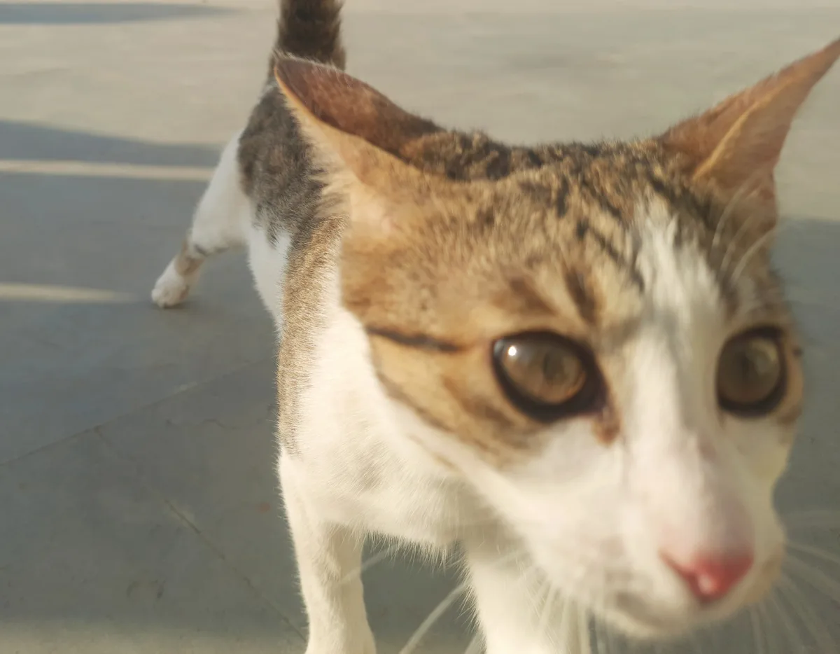 A close-up photo of a brown and white tabby cat standing on a paved surface, looking directly at the camera with wide…