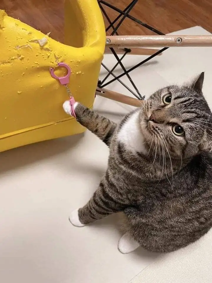 A gray tabby cat with white paws sits on a light-colored floor, looking up with wide eyes while wearing a small pink toy…