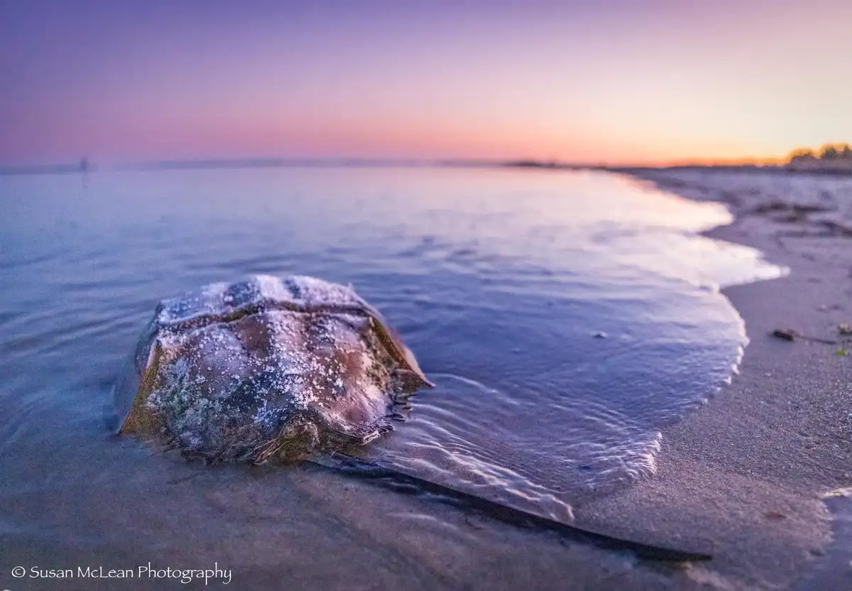 Meet the Fascinating Horseshoe Crab
