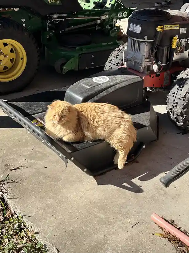 A fluffy orange cat is lounging comfortably on the black metal deck of a riding lawnmower, with its eyes half-closed in…