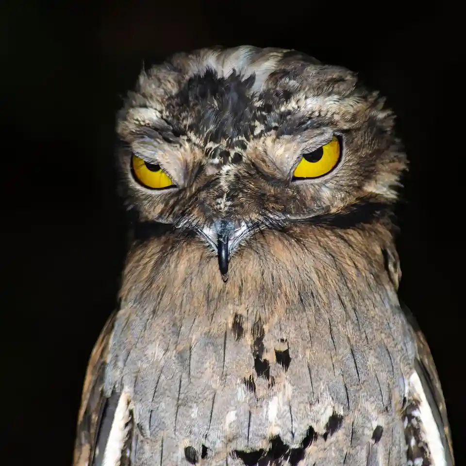I Hired This Potoo Just to Stare at You