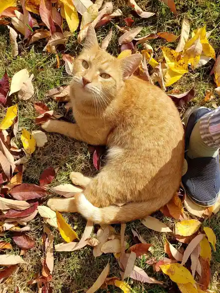 An orange tabby cat is curled up on grass surrounded by fallen autumn leaves, looking upward with a relaxed expression. A…