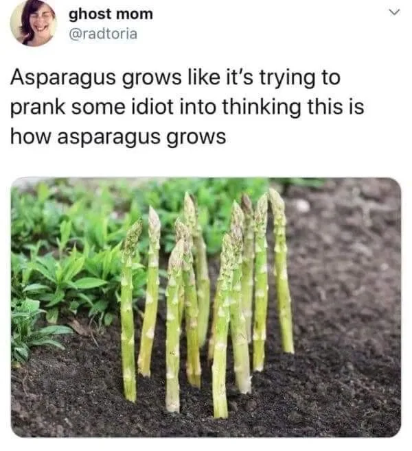 A photo shows a cluster of asparagus spears growing vertically out of dark soil, appearing unusually upright and dense. The…