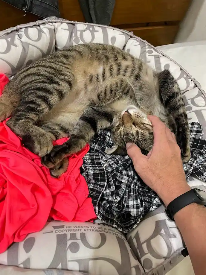 A tabby cat is curled up asleep in a patterned pet bed, partially on a red shirt and a plaid blanket, while a human hand…