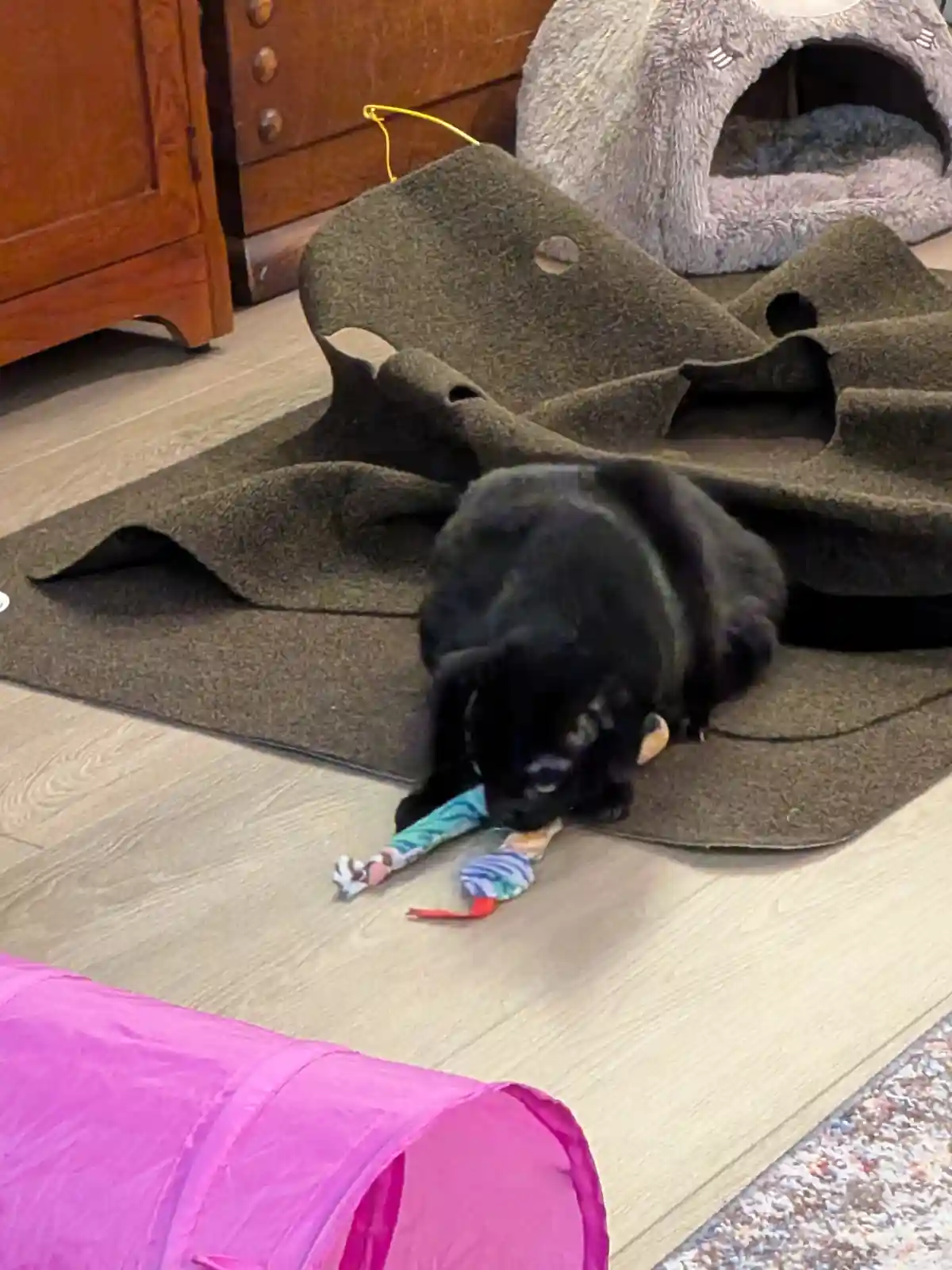 A black cat is lying on a dark green, multi-level cat scratcher mat, actively chewing on a colorful fabric toy. In the…