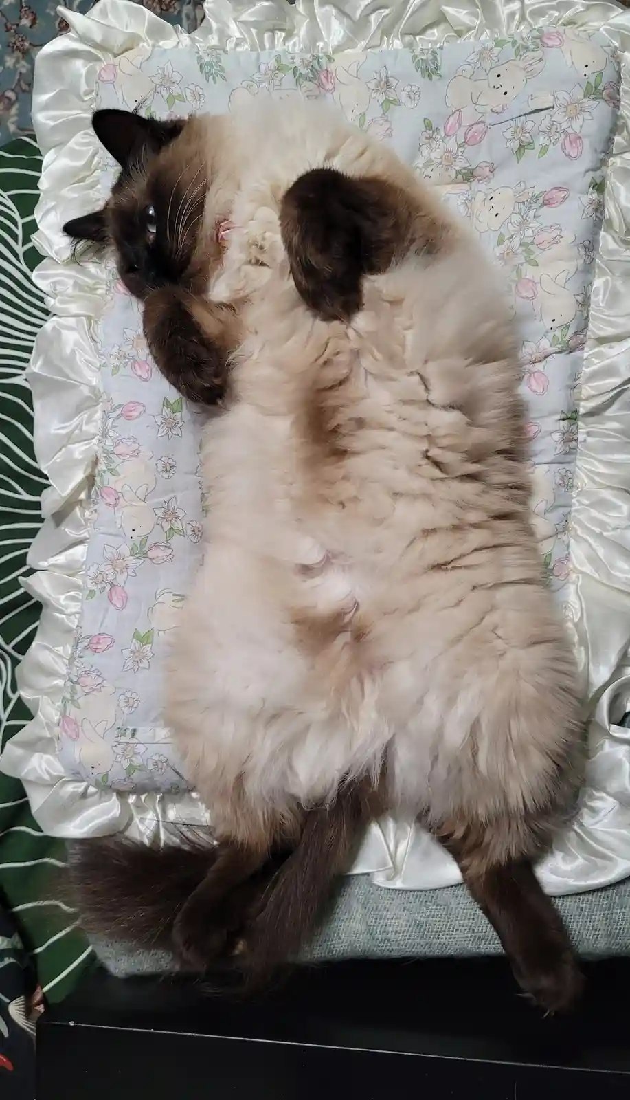 A fluffy, long-haired cat with dark points and a cream-colored body is lying on its back on a decorative pillow with a…