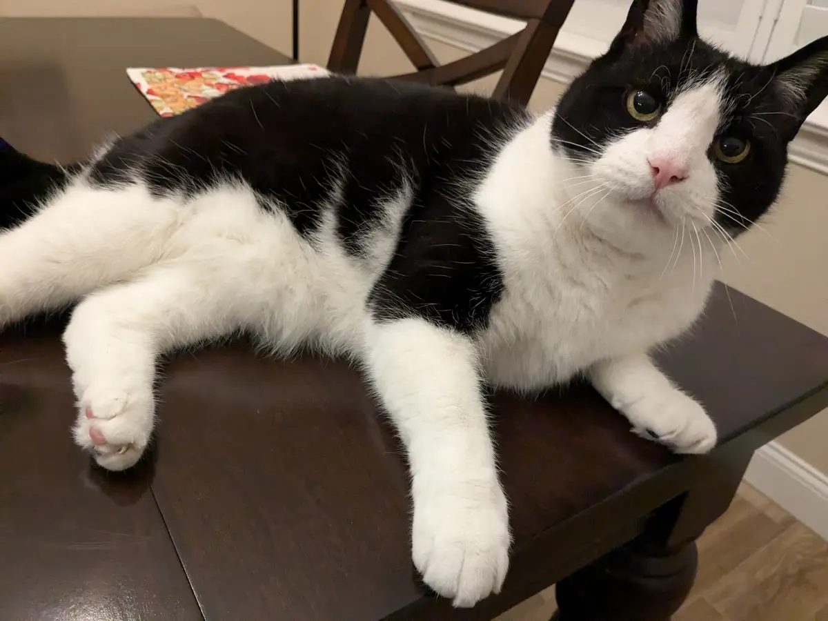 A black and white cat lounges lazily on a dark wooden table, its body stretched out with paws dangling. The cat has a calm…