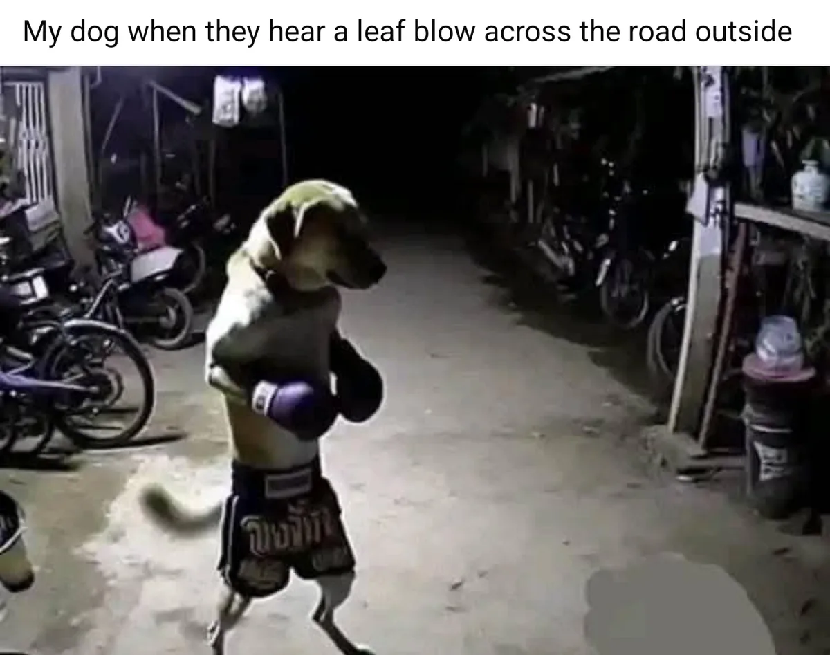 A light-colored dog stands in a dimly lit alley at night, wearing boxing gloves and Muay Thai shorts, striking a fighting…