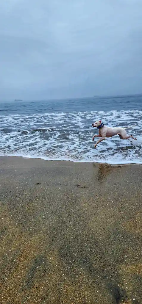 A white dog with a blue collar is captured mid-leap in shallow ocean water on a foggy beach, with waves crashing and…