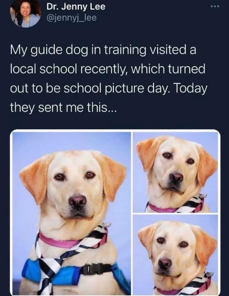 A screenshot of a tweet by Dr. Jenny Lee showing three school photo-style pictures of a yellow Labrador guide dog in…