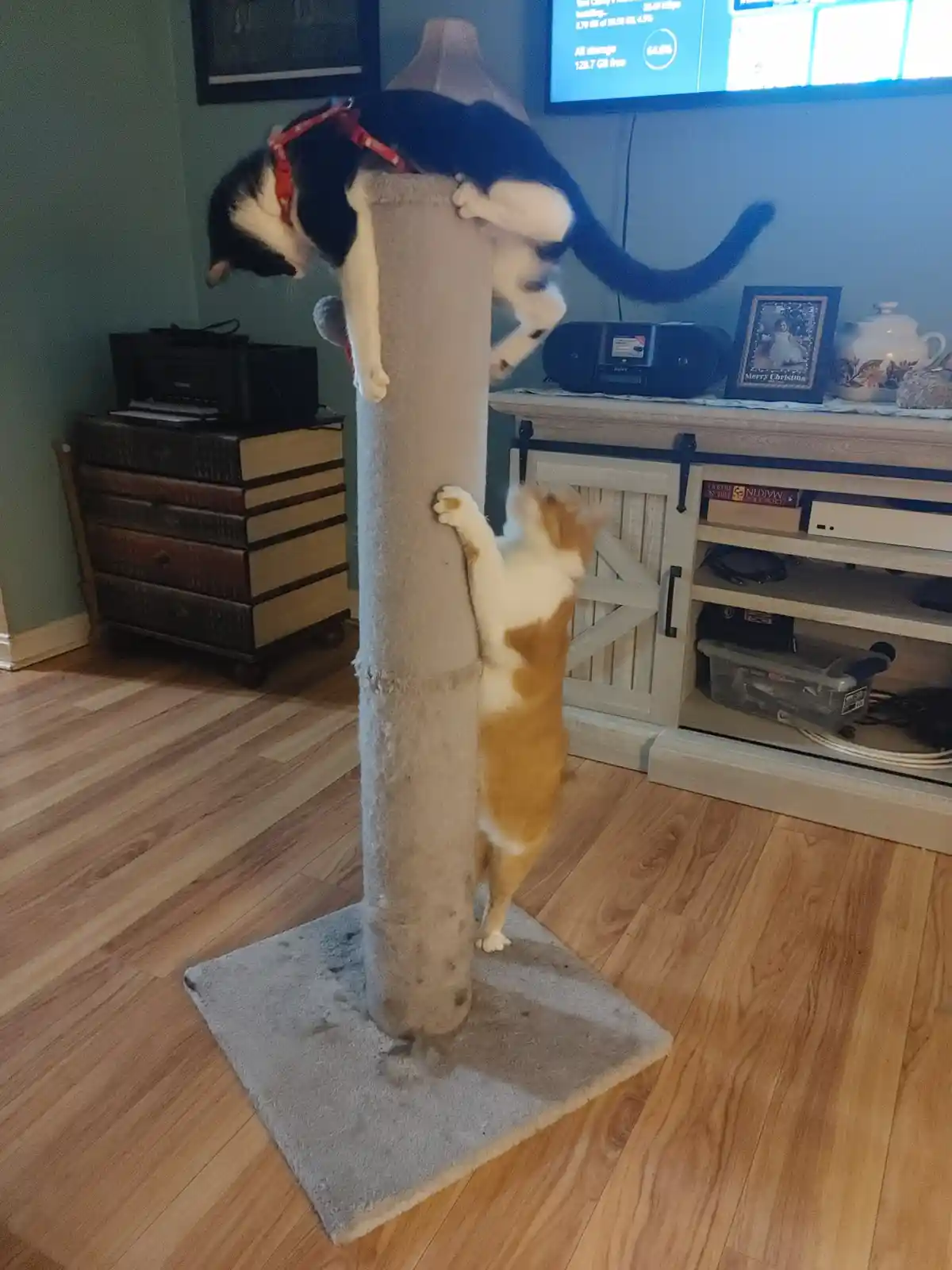 A black and white cat wearing a red harness is perched atop a tall, cylindrical cat scratcher, looking down. Below, an…