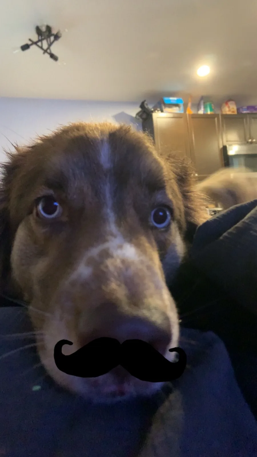 A close-up photo of a brown and white dog looking directly at the camera with wide, expressive eyes. A black handlebar…
