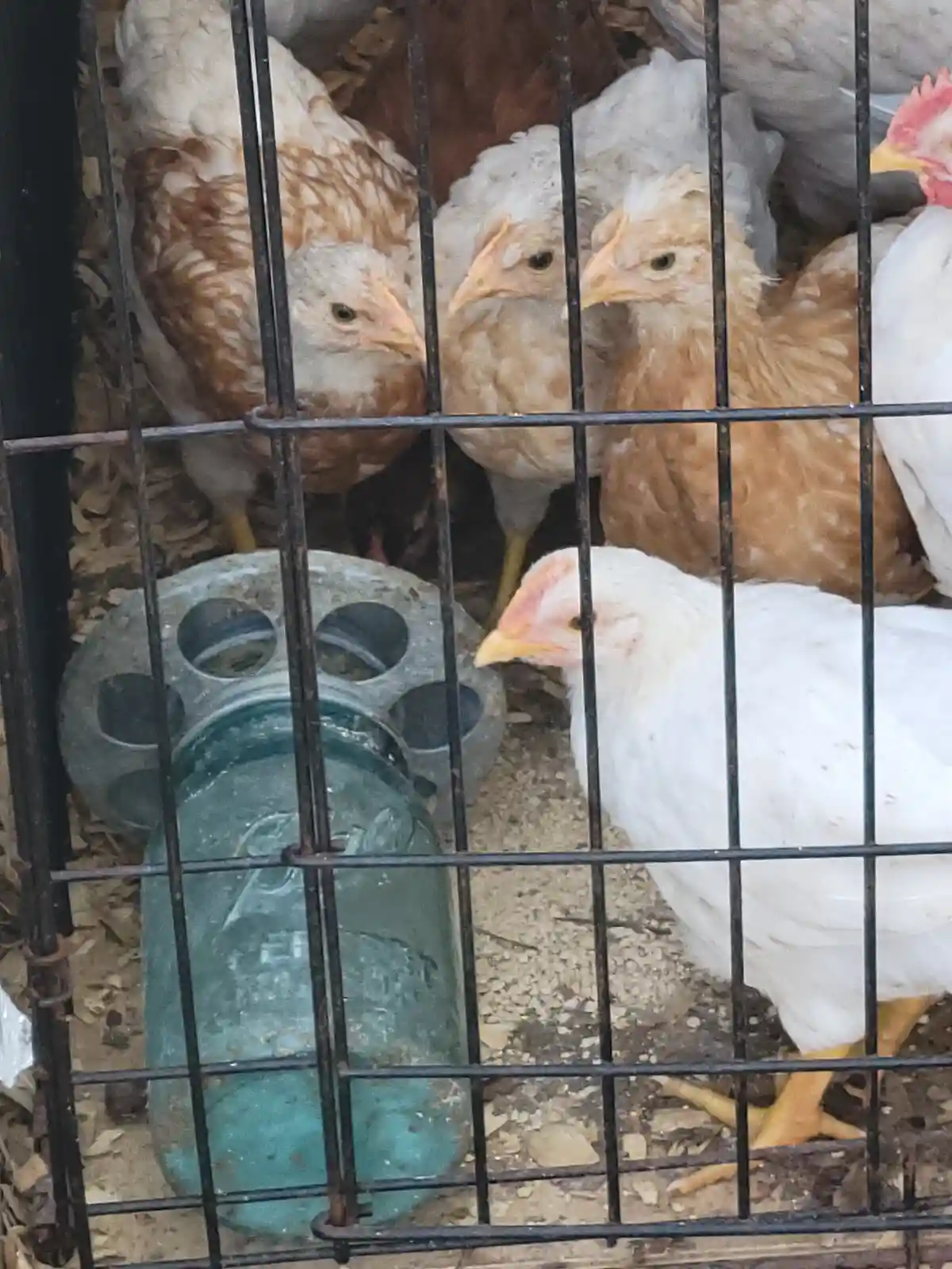 Several chickens, mostly white and brown, are crowded inside a black metal cage with a green plastic waterer. One white…
