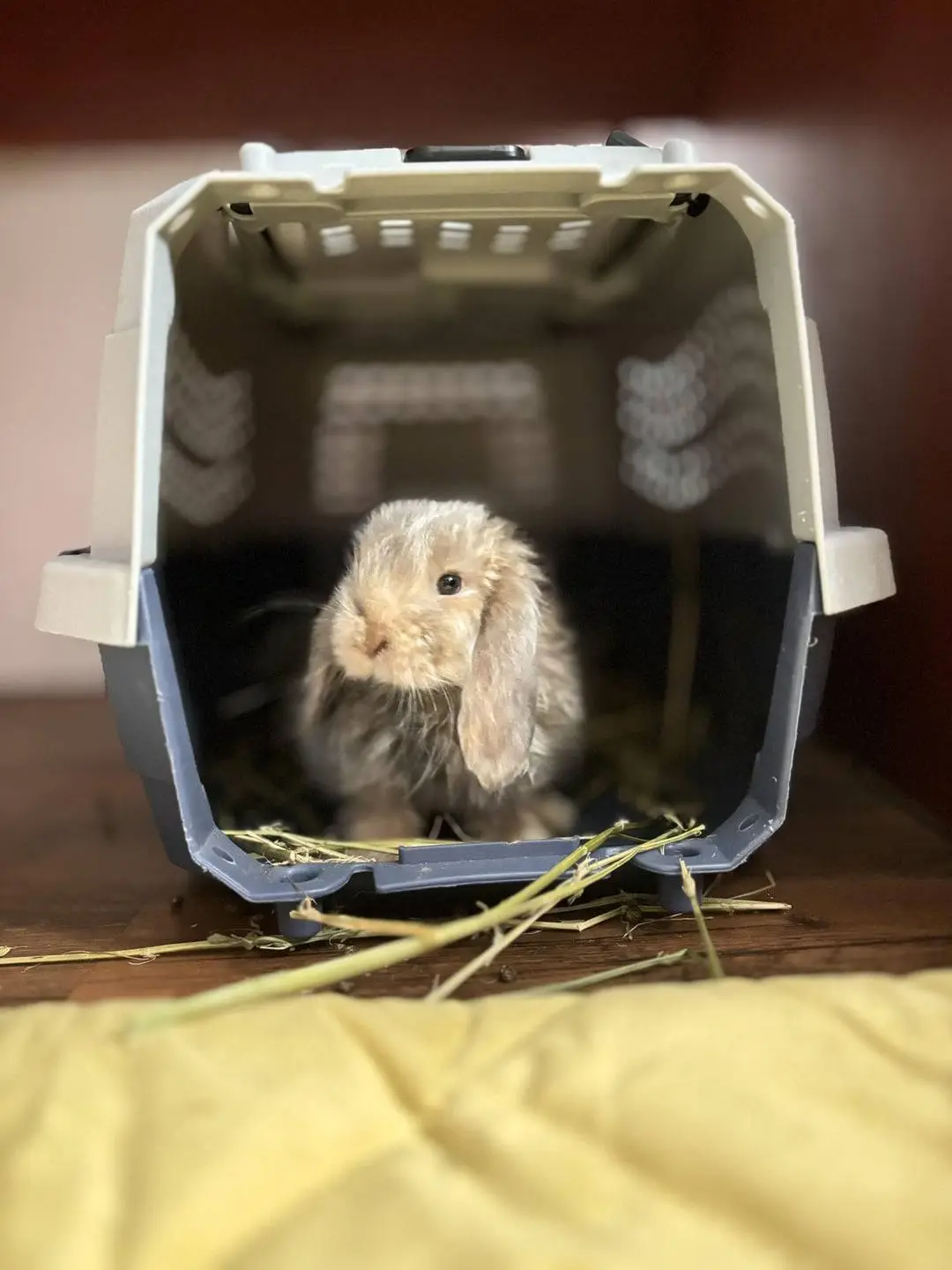 A small, fluffy, light-brown lop-eared rabbit sits inside an open plastic pet carrier filled with hay, looking directly at…