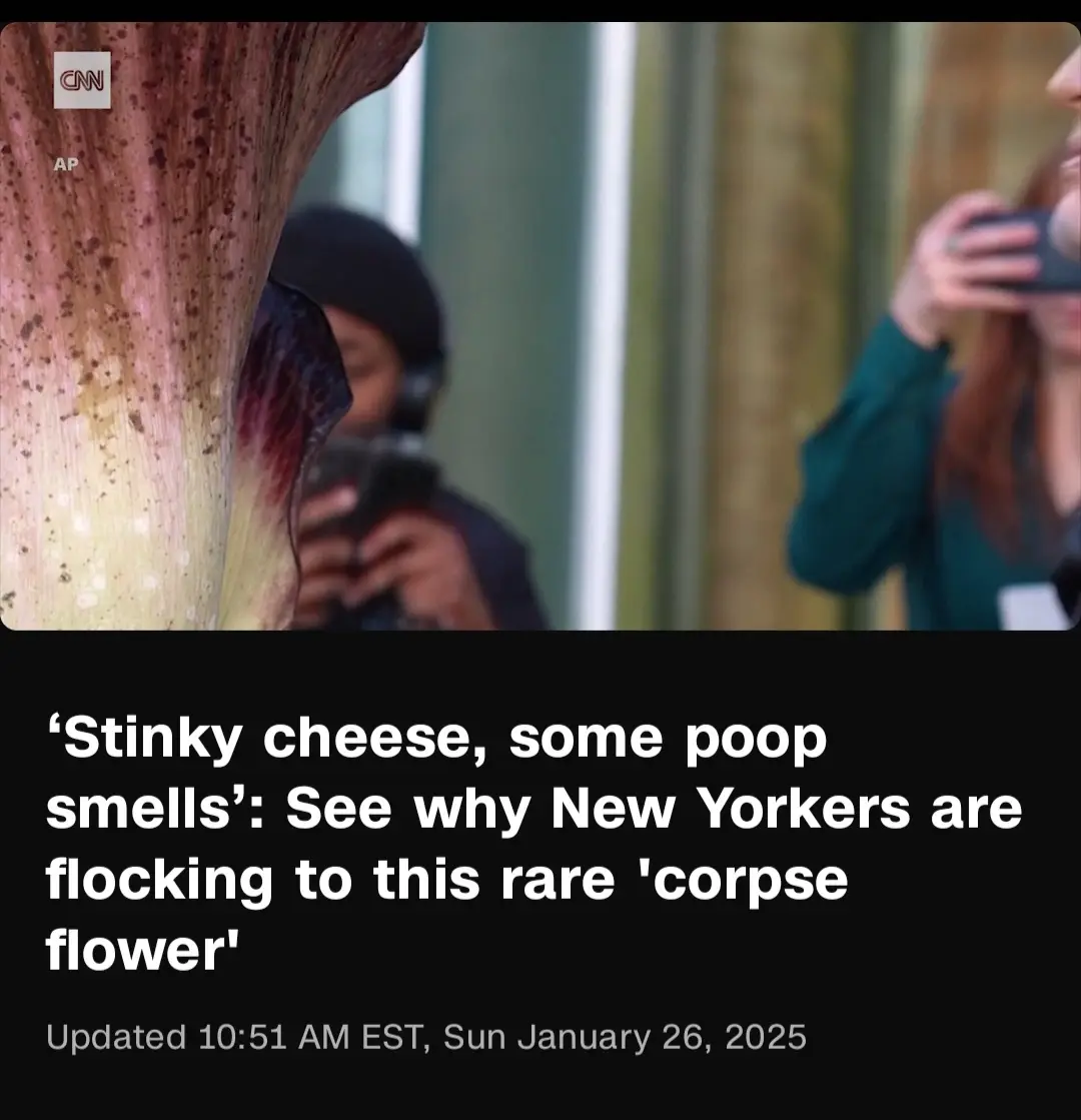 A close-up of a large, textured corpse flower with two blurred people in the background holding phones to photograph it. The…