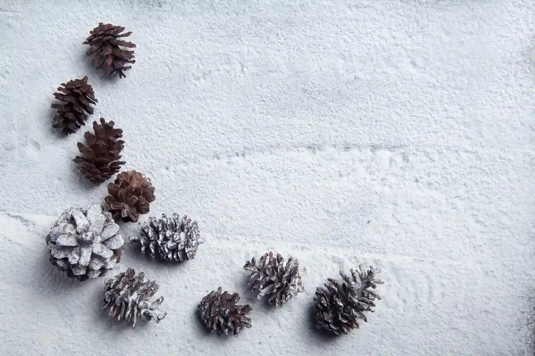 A top-down photo shows a line of pine cones arranged diagonally across a textured, light gray surface. The pine cones vary…