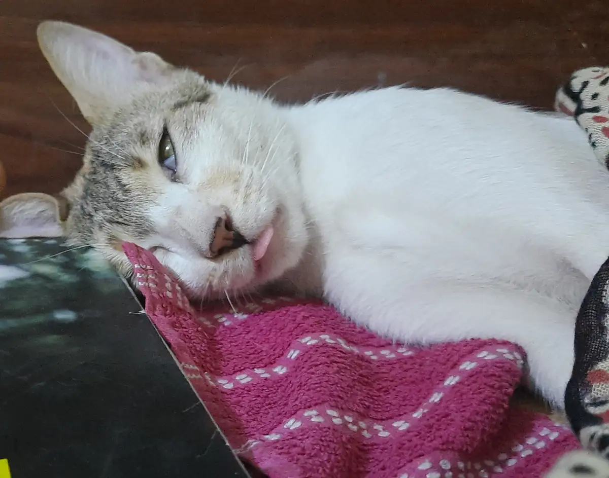 A white and gray cat with one eye half-closed and its tongue slightly sticking out lies on a pink textured blanket. The cat…