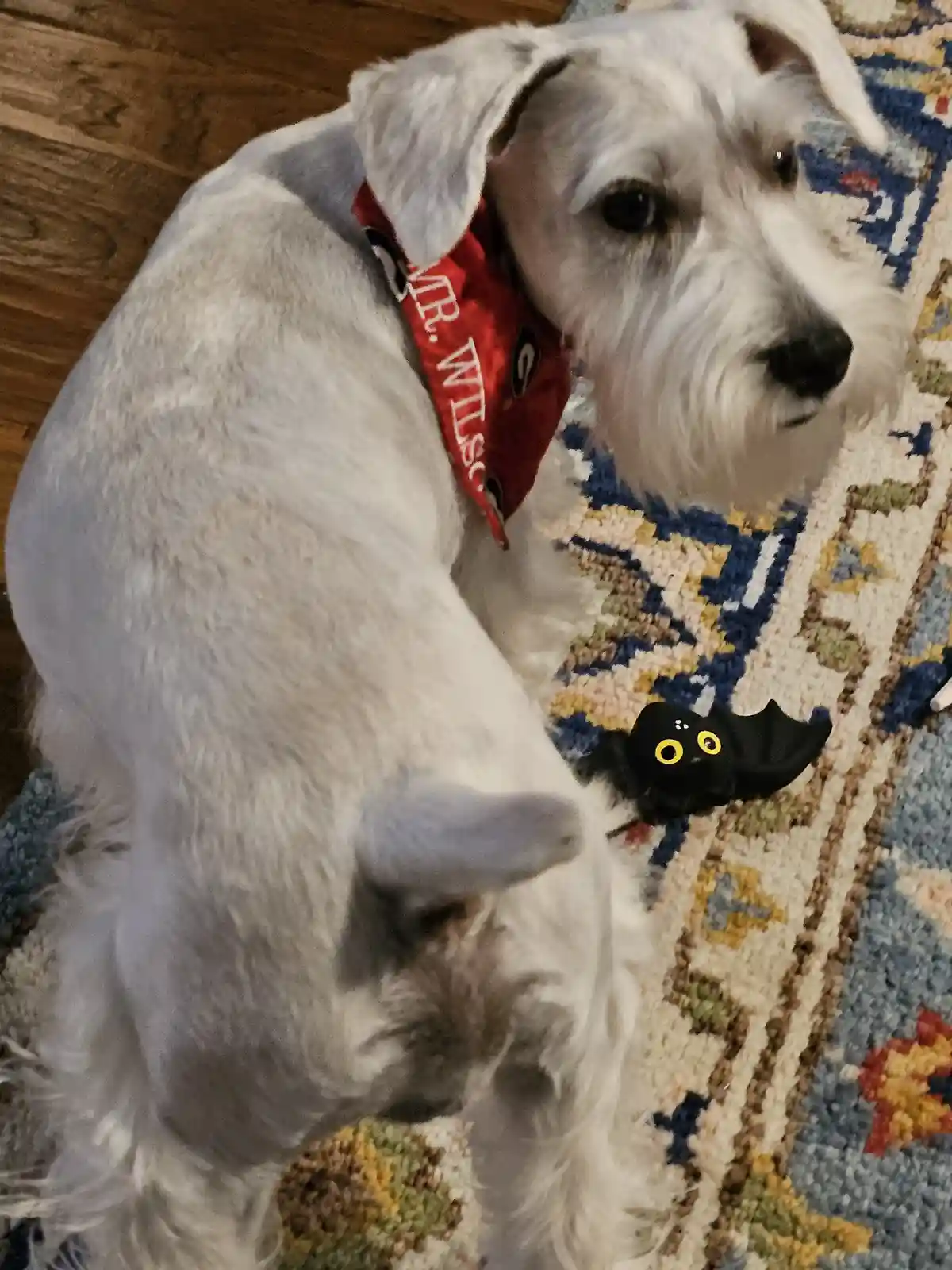 A white dog wearing a red bandana with 'MR. WITS' printed on it sits on a patterned rug next to a small black bat-shaped…