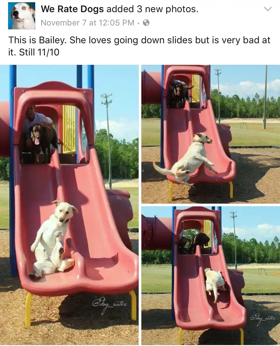 A three-panel image shows a white dog named Bailey attempting to go down a red playground slide. In the first panel, she…