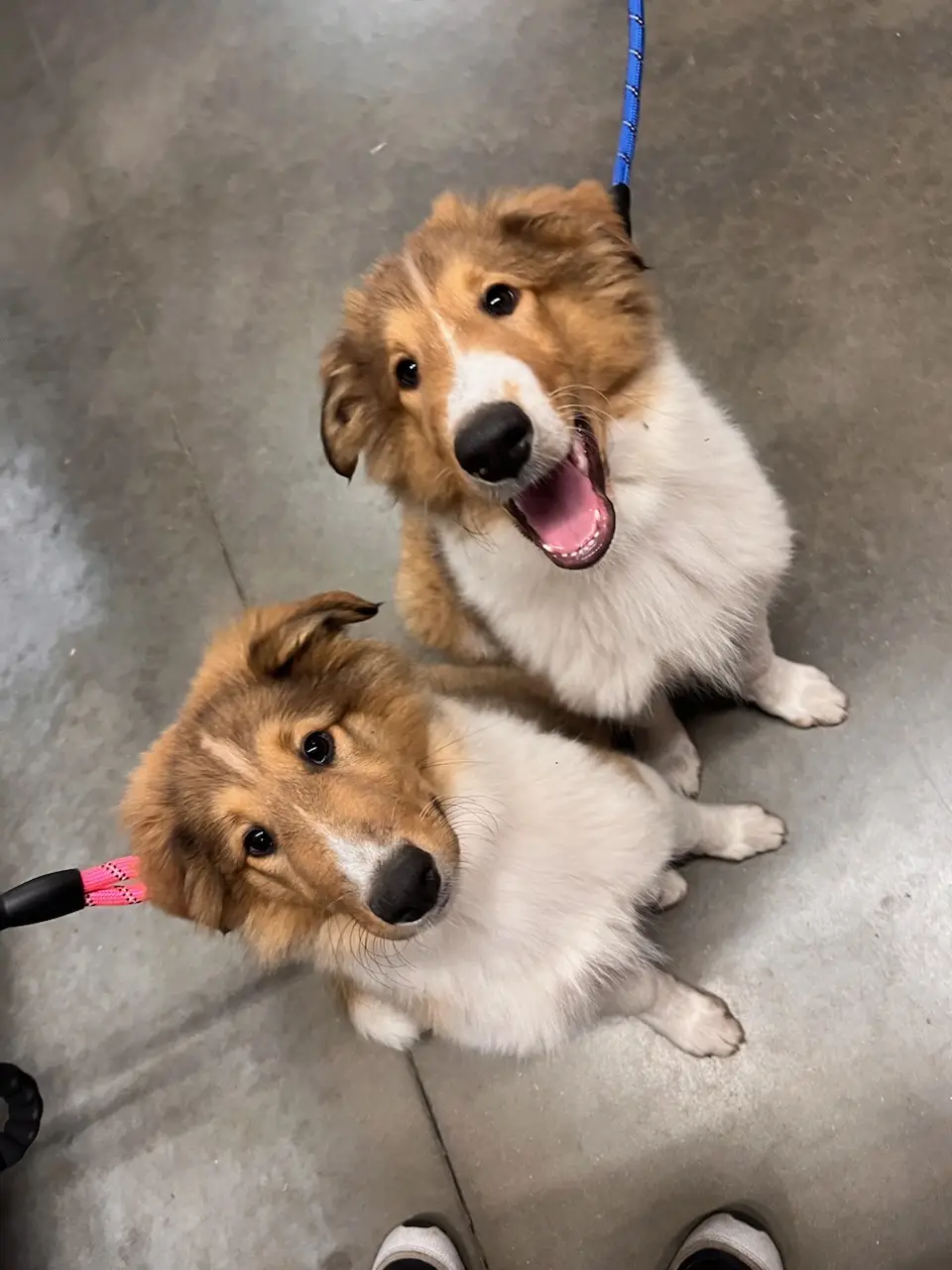 Two fluffy brown and white dogs sit on a gray floor, looking up at the camera. The dog on the right has its mouth open in a…