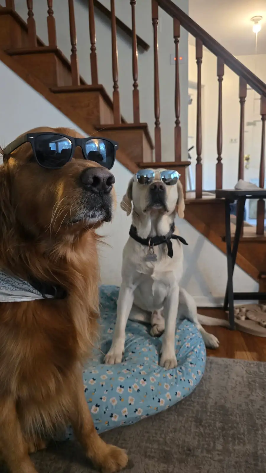 Two dogs, one golden retriever and one white lab, both wearing sunglasses, sit indoors near a wooden staircase. The golden…
