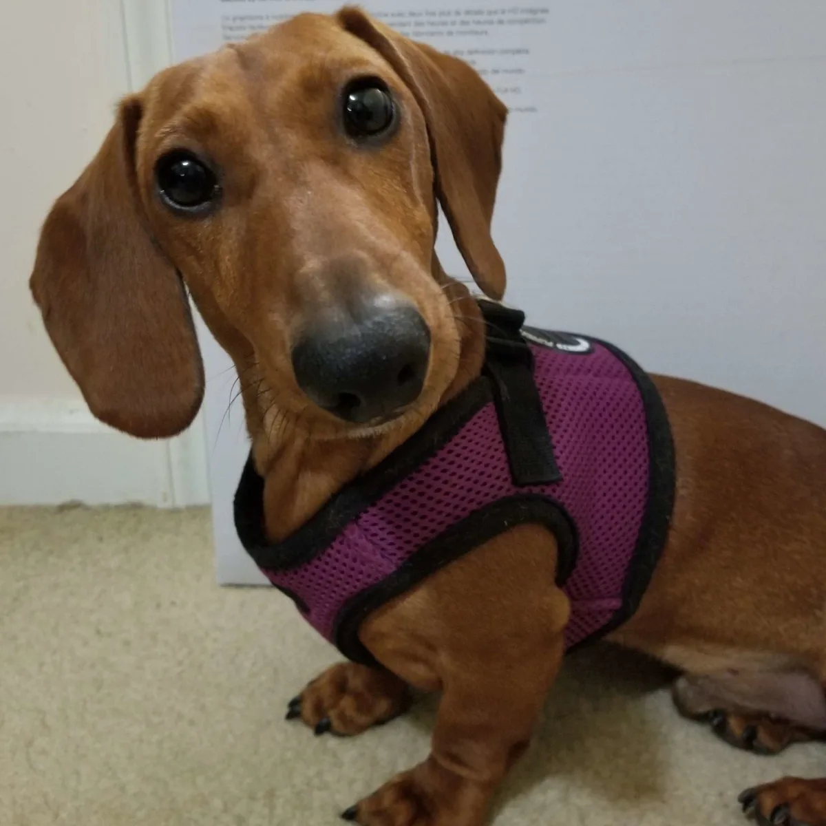 A close-up photo of a brown dachshund with large, expressive eyes looking directly at the camera, wearing a purple mesh…
