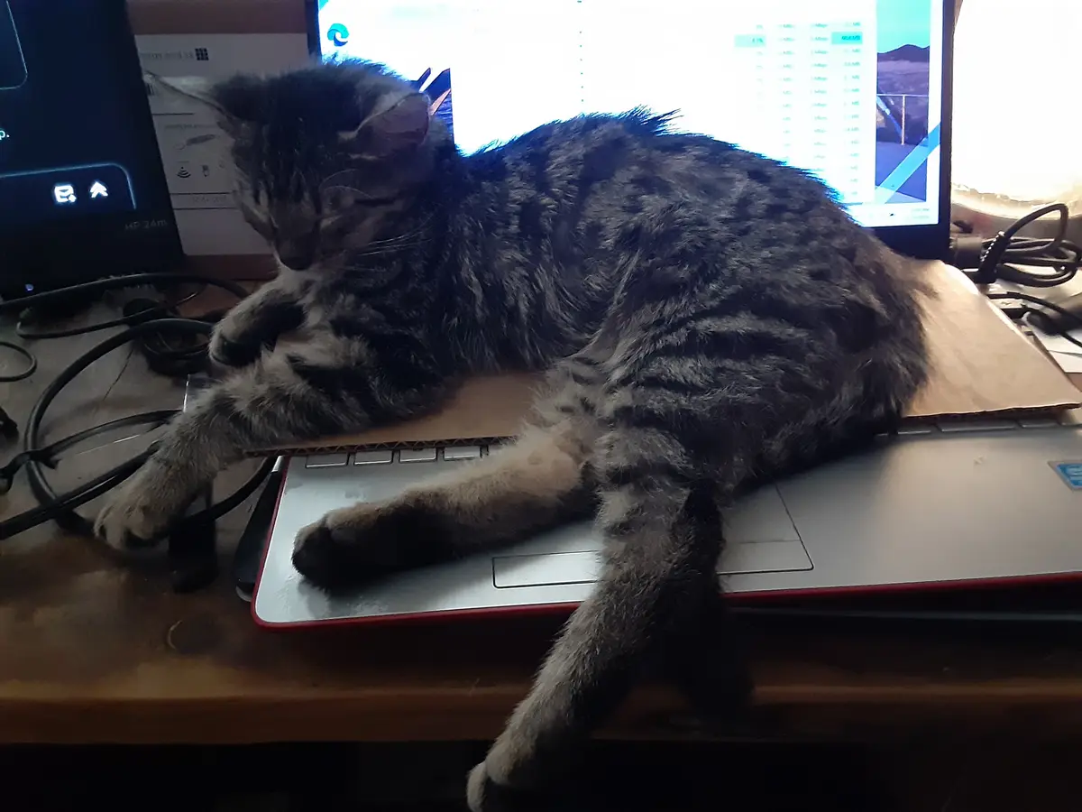 The Ultimate Cardboard Kitty Adapter Plate