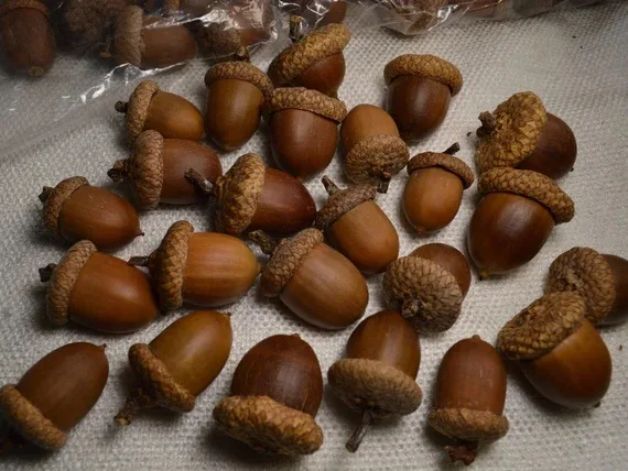A pile of acorns scattered on a textured white surface, with overlaid text reading 'I'm not a nut, I'm a nut.' The acorns…