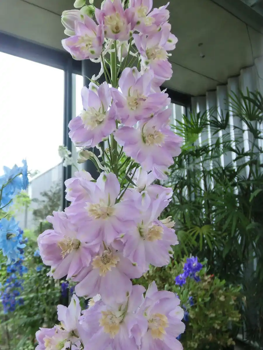 A tall stalk of light purple delphinium flowers with creamy centers stands prominently in front of a window and green…