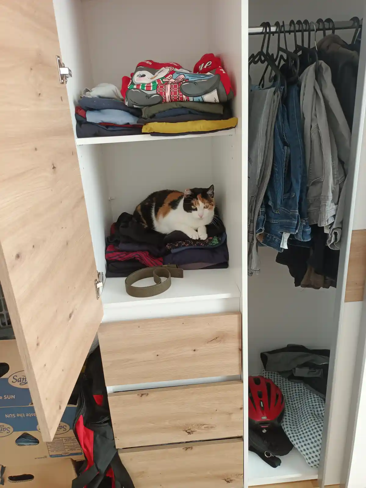 A calico cat lounges regally atop a pile of folded clothes inside an open closet, looking directly at the camera with a…