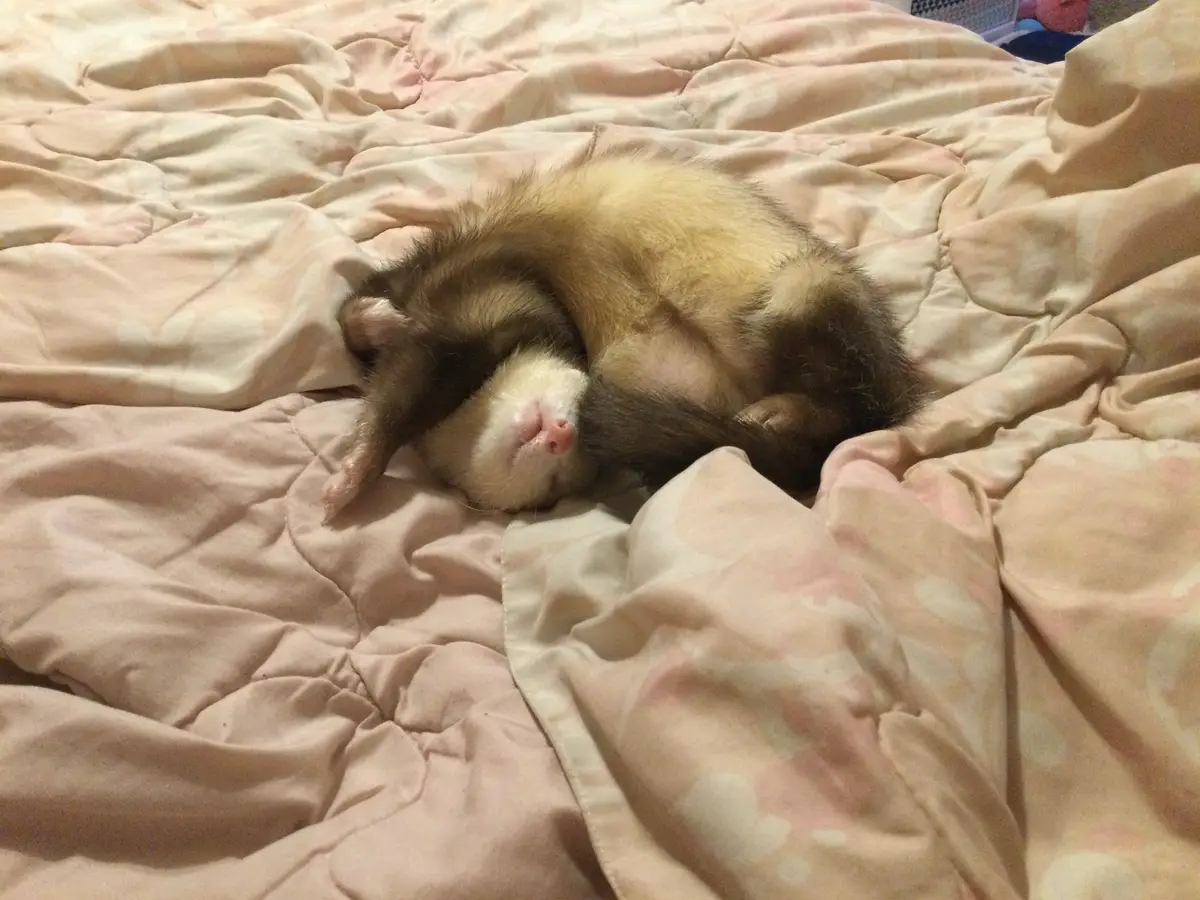 a ferret is curled up and sleeping soundly on a rumpled pink and white patterned bedspread, its face resting on its paws…