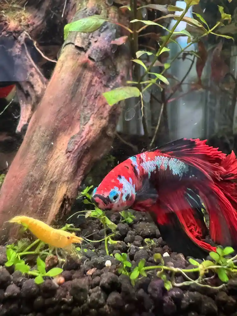 A vibrant red and blue betta fish with flowing fins stares intently at a small yellow shrimp on the gravel bottom of an…