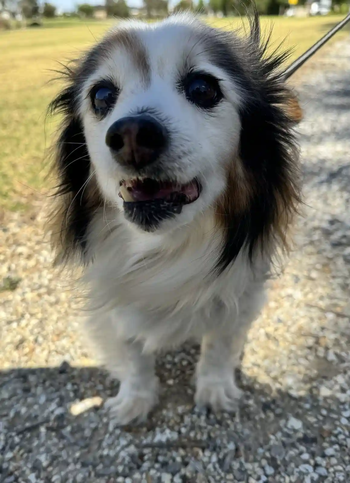A close-up photo of a small, fluffy dog with white, black, and tan fur standing on a gravel path outdoors. The dog has…