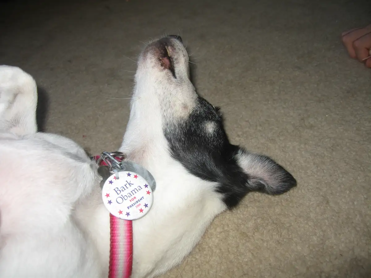 Meet the campaign pup stealing hearts