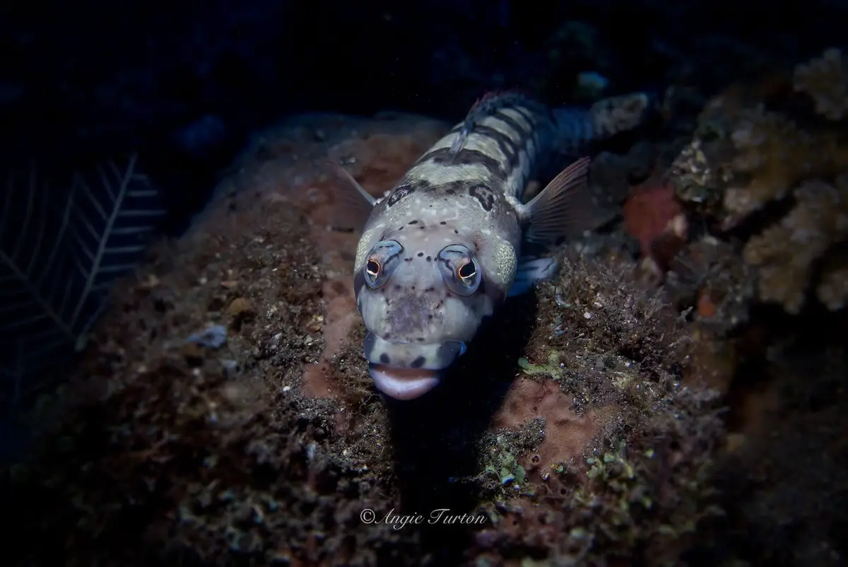 A close-up underwater photo of a small, patterned fish with large, bulging eyes and a slightly open mouth, looking directly…