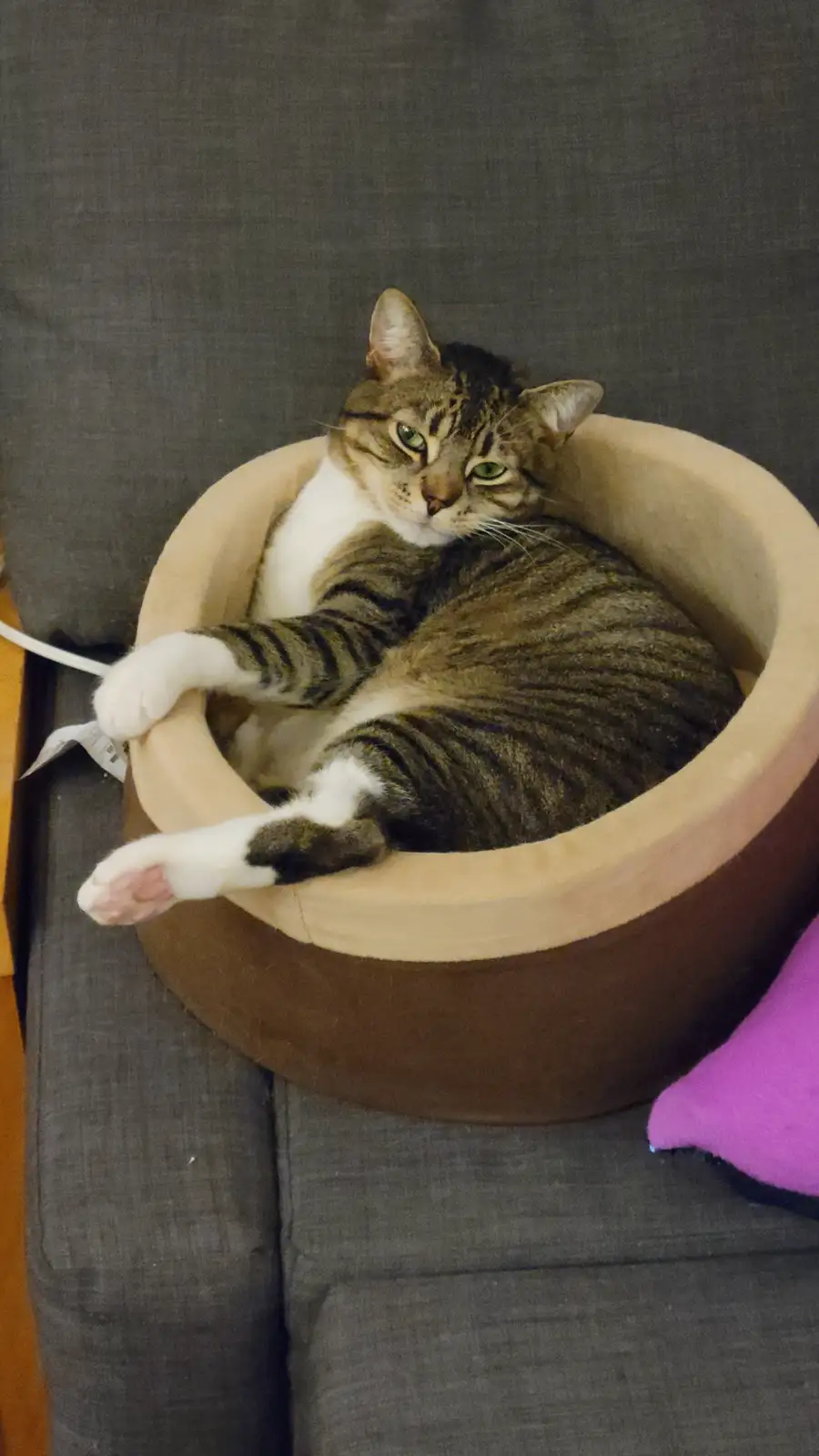 A tabby cat with white paws lounges in a beige, bowl-shaped pet bed placed on a gray couch, looking directly at the camera…