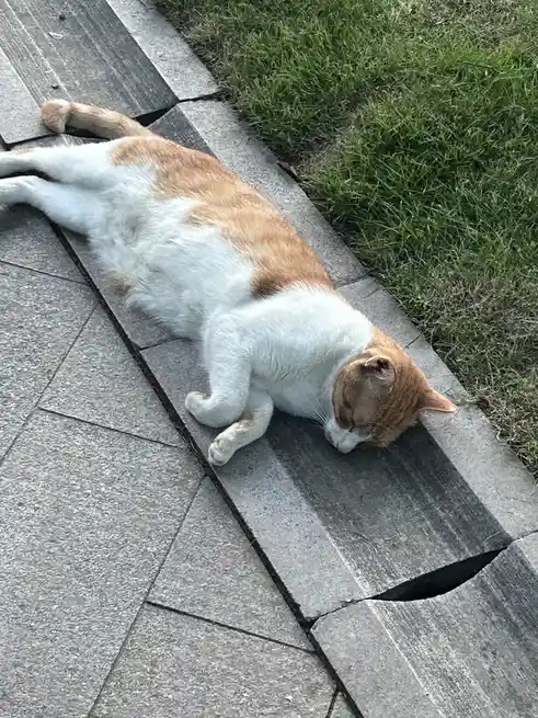 A ginger and white cat is lying on its side on a paved stone path next to green grass, appearing deeply asleep with its eyes…
