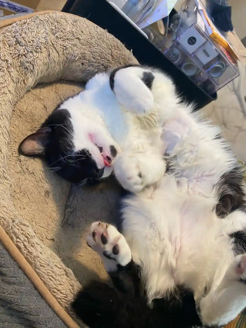 A black and white cat is lying on its back in a beige pet bed, exposing its belly and paws, with its mouth slightly open in…