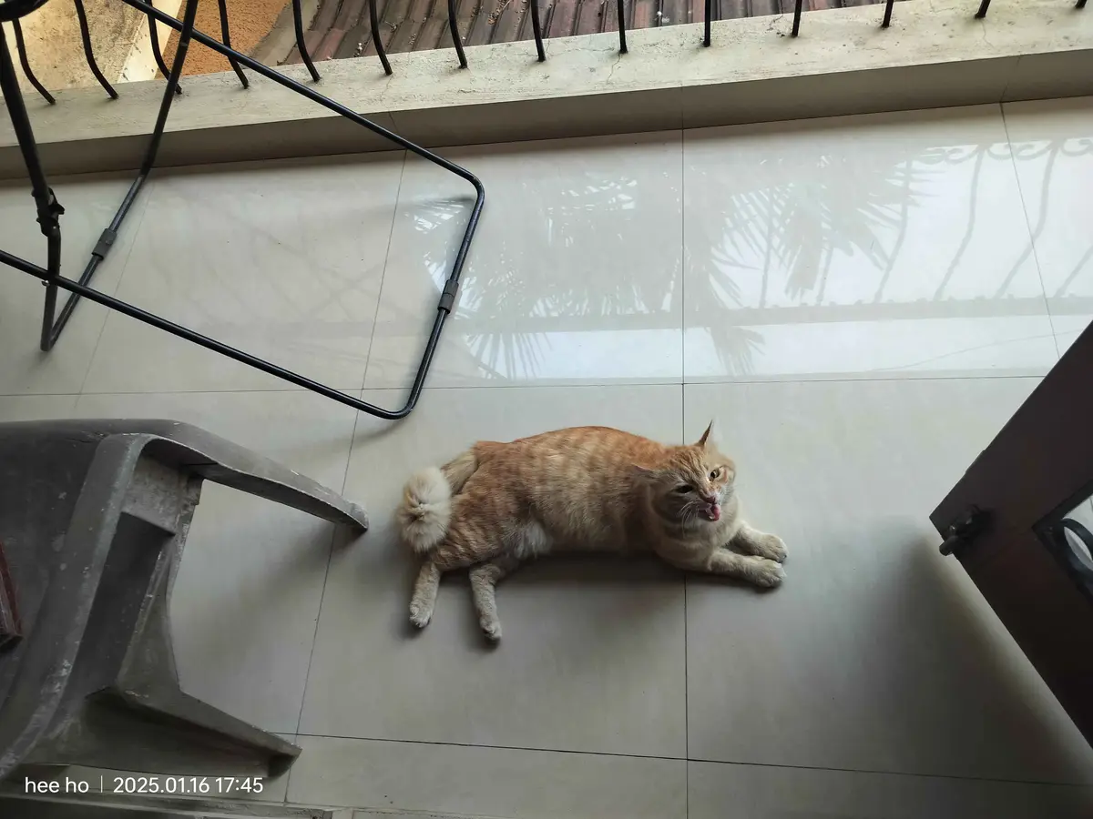 An orange tabby cat lies sprawled on a tiled balcony floor, its mouth open in a yawn or meow, with shadows of palm fronds…