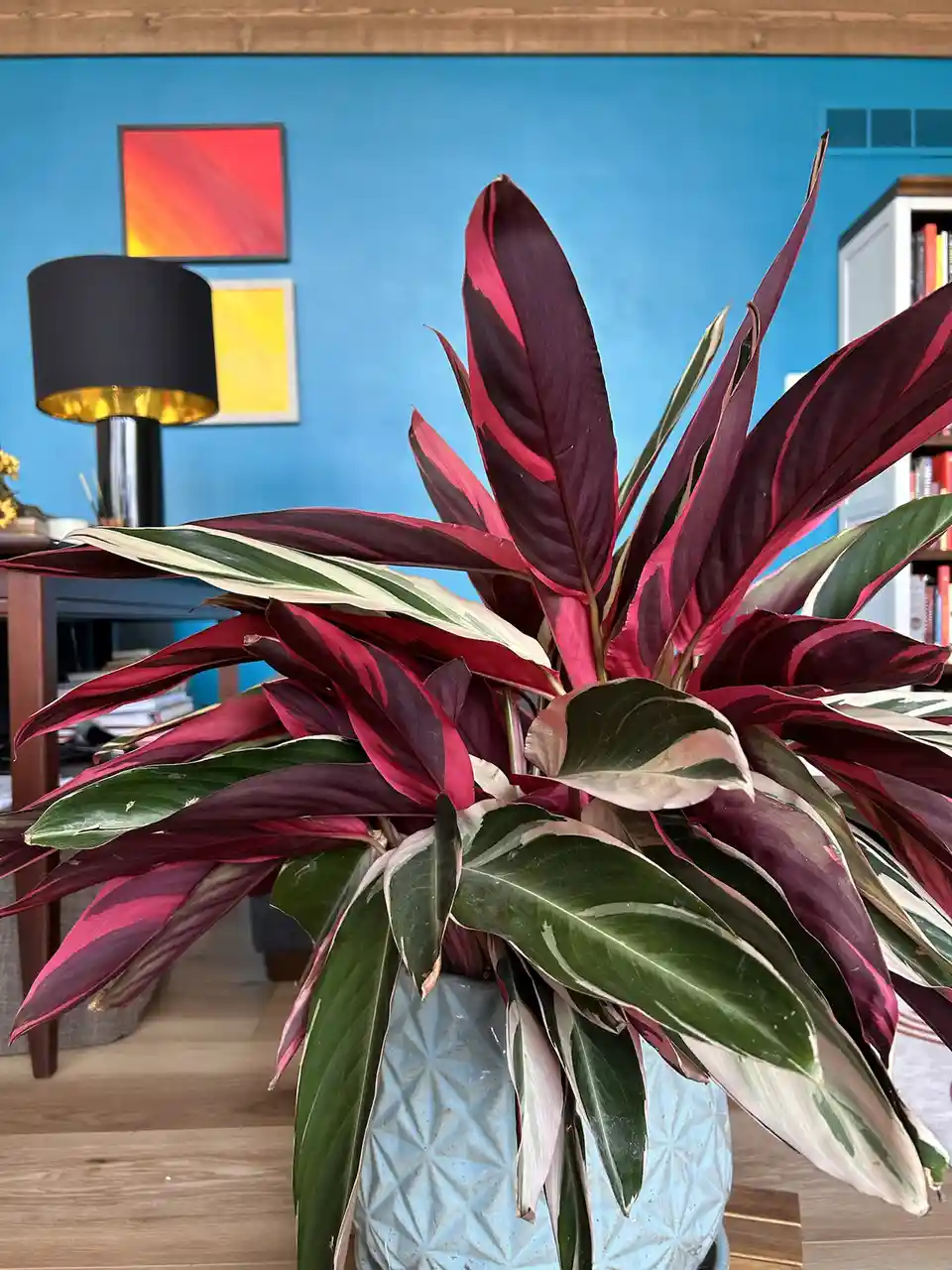 A vibrant, variegated houseplant with deep red, green, and cream-colored leaves sits in a light blue textured pot on a…