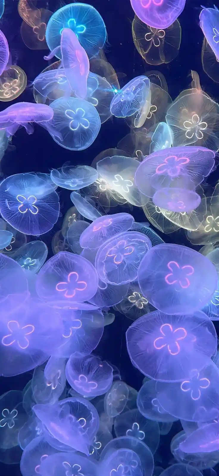A vibrant underwater scene filled with glowing, translucent jellyfish in shades of blue and purple, their bell-shaped bodies…