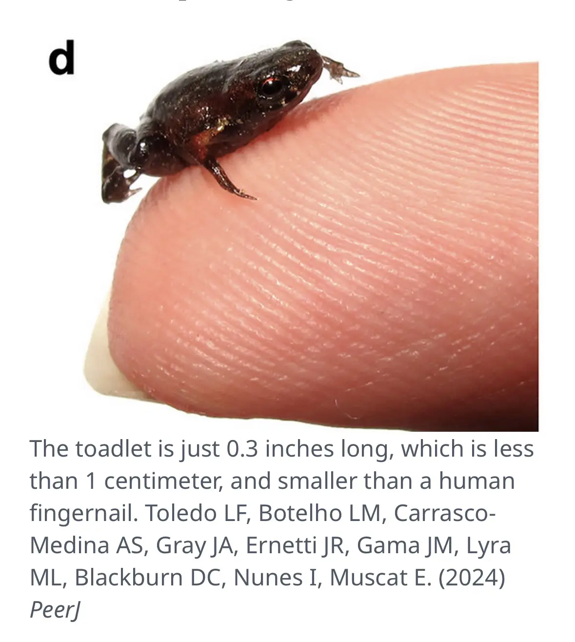 A tiny, dark brown toadlet, less than 1 cm long, is perched on the tip of a human fingertip for scale. The image includes…