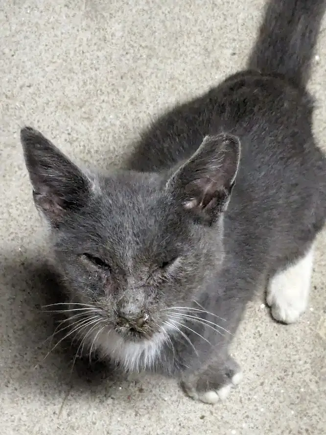 A gray cat with white paws and a white chest stands on a speckled floor, looking downward with half-closed eyes and a…