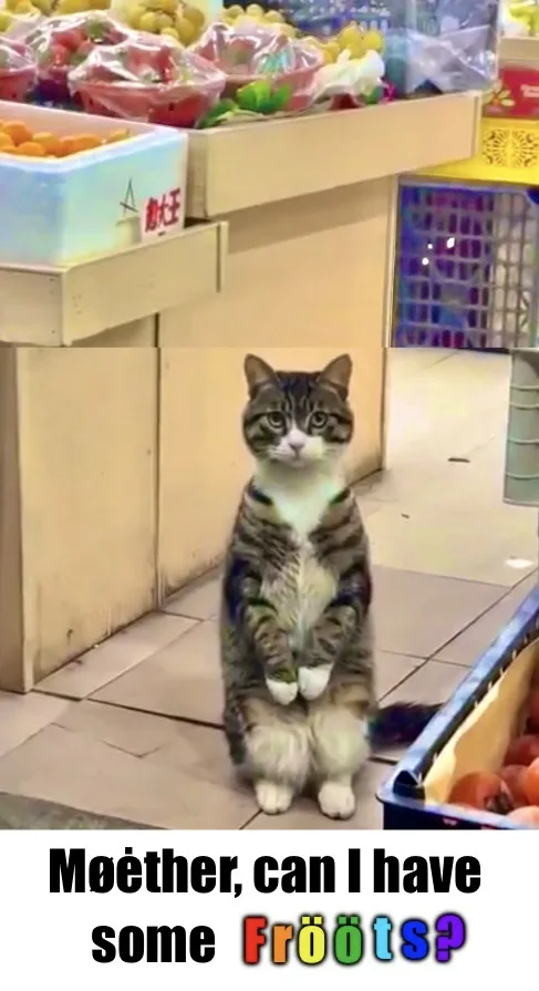 A tabby cat sits upright on its hind legs in a grocery store aisle, surrounded by bins of fruit. The cat has a pleading…