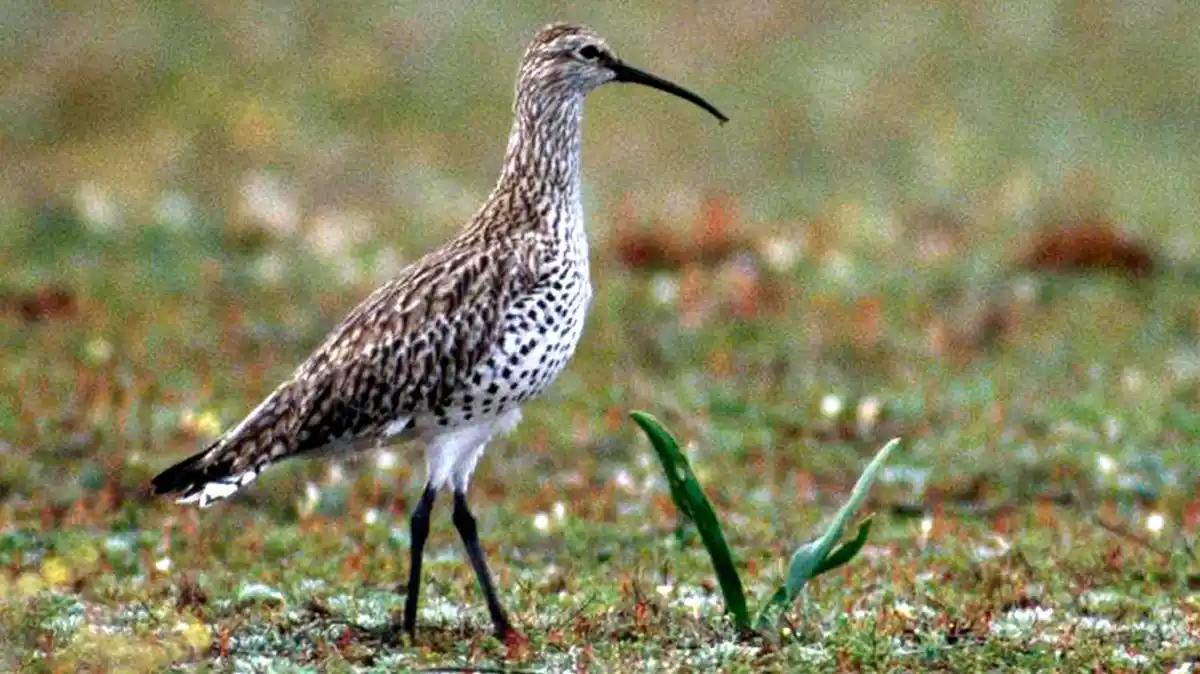A long-beaked bird with mottled brown and white feathers stands in a grassy field, looking sideways. The overlaid text reads…