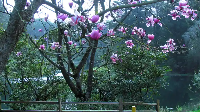A serene photo of a magnolia tree with pink blossoms blooming against a backdrop of green foliage and a body of water, with…
