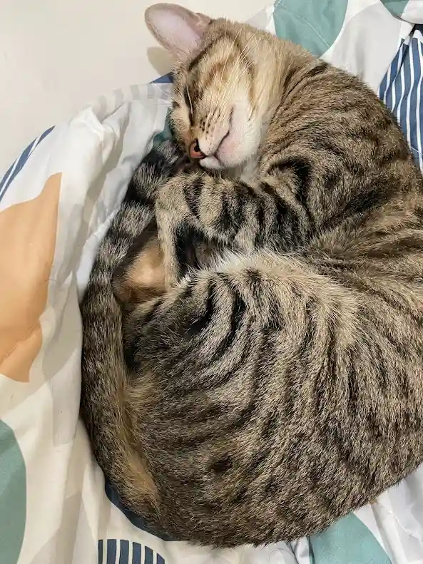 a tabby cat is curled up tightly in a ball on a patterned bedsheet, appearing to be sleeping soundly with its eyes closed…