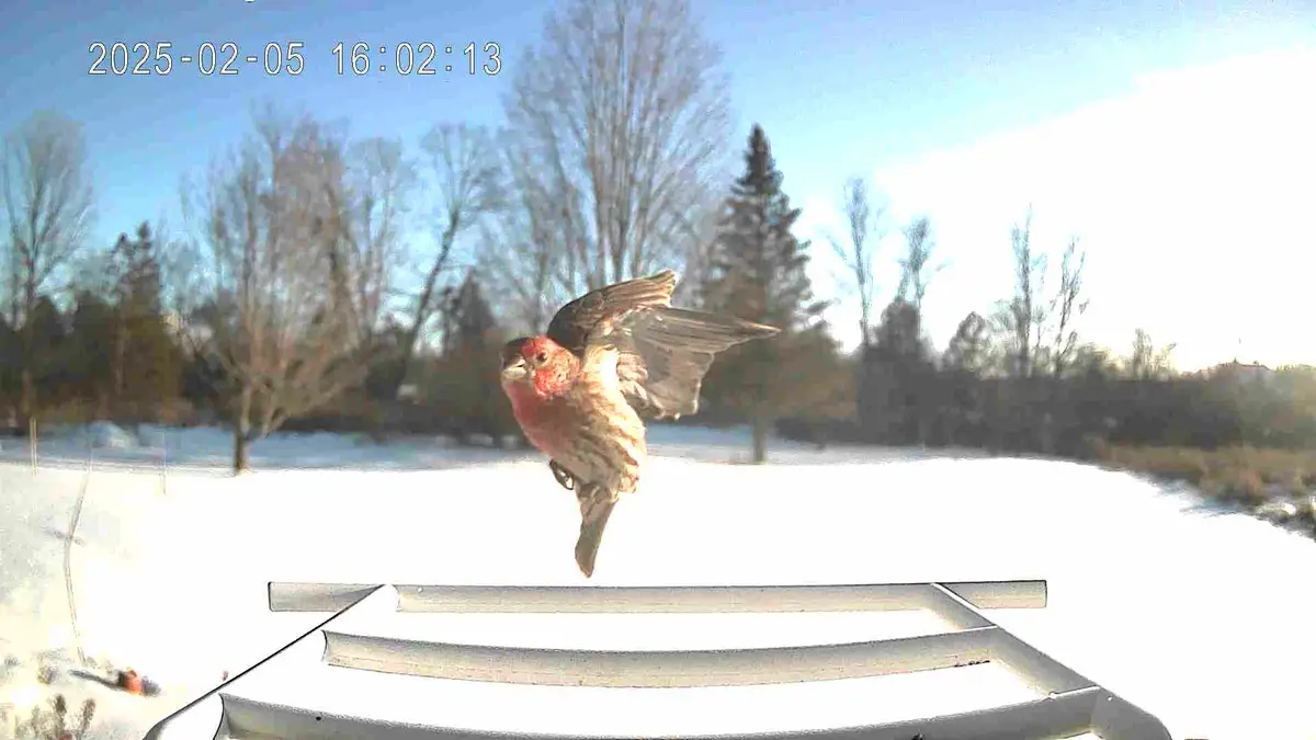 A red-headed bird is captured mid-flight, wings spread, hovering above a snowy outdoor scene with bare trees in the…