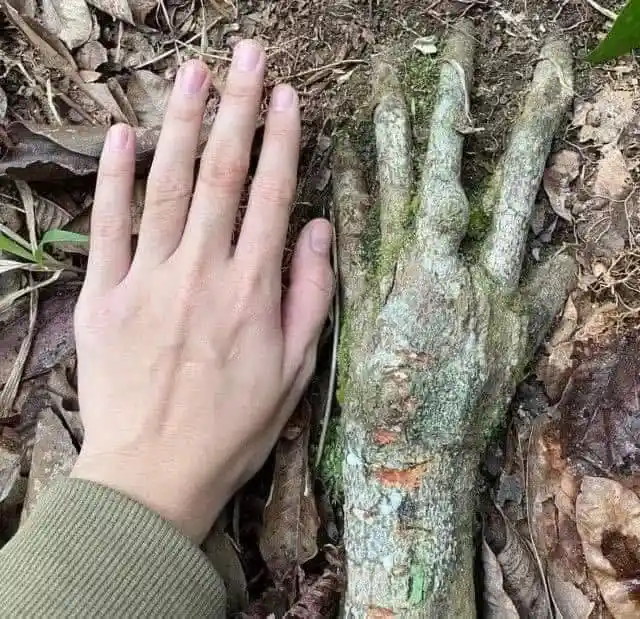 A human hand lies next to a tree branch that has grown into a shape resembling a hand, with visible fingers and palm, both…